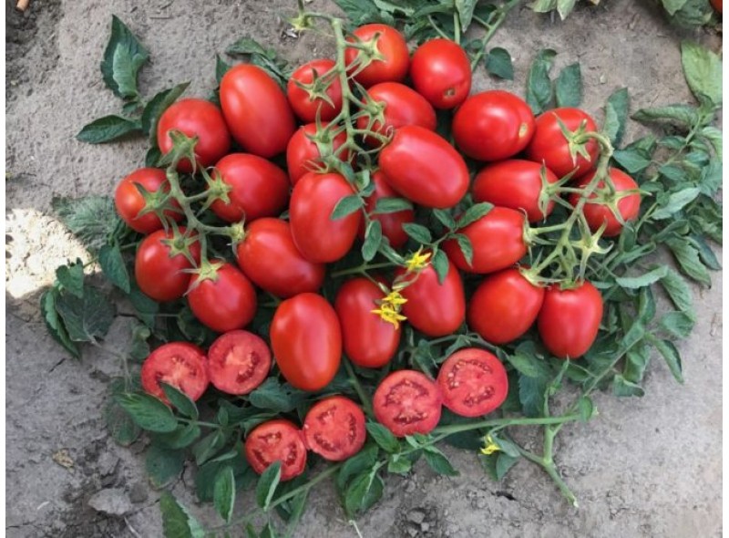 Семена томата детерминантного 9985 F1, (5000 семян), Lark Seeds